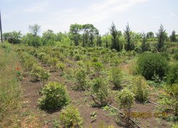 Приватне підприємство Марини Попілевич, яка займається вирощуванням та реалізацією декоративних рослин, дизайном, проектуванням та озелененням